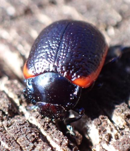 Chrysolina sp.